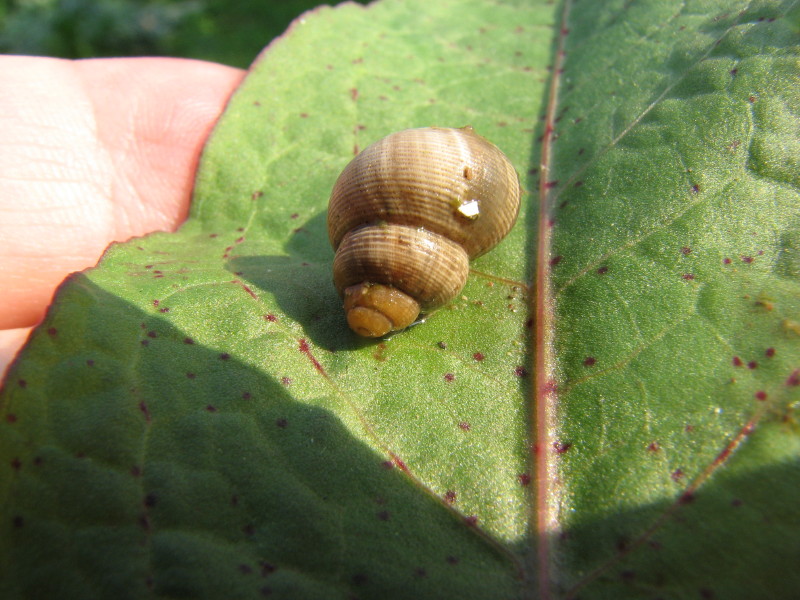chiocciolina allungata [Pomatias elegans]